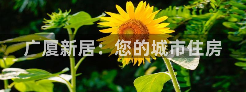 万向娱乐平台代理怎么样可靠吗